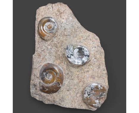 Natural History : A large Orthoceras ammonite plate, with four polished ammonite specimens, height 55cm.