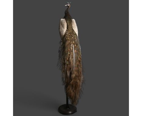 Taxidermy : a stunning Opal Peacock, male bird, full body mount, tail feathers closed, perched on an ebonised torcher stand, 