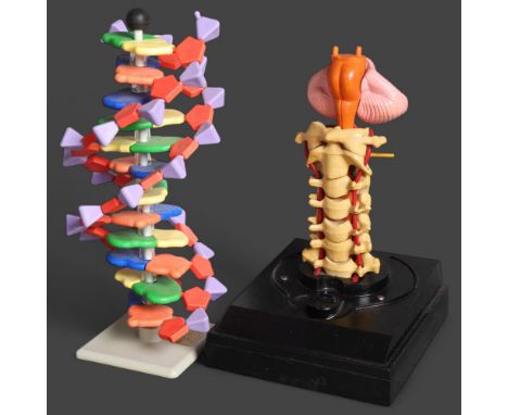 DNA molecular model and anatomical model of the spine.