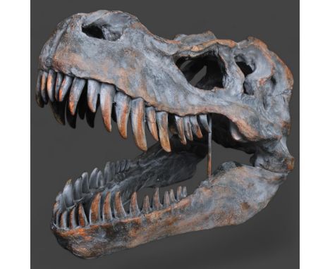 Model ‘Tyrannosaurus rex’ Dinosaur SkullA large decorative model skull of the iconic T Rex, cast in polyresin with hand paint