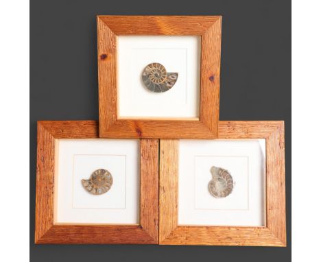 Natural History : A group three glazed framed polished ammonite specimens, each measures 22cm x 22cm.