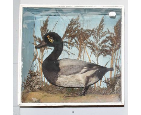 Taxidermy: A Late Victorian Cased Lesser Scaup Duck (Aythya affinis), circa 1880-1900, a full mount adult drake, stood amidst