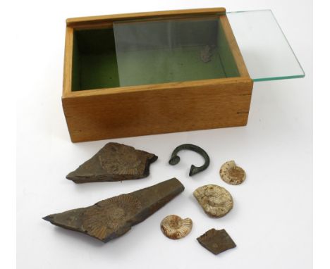 A small group of fossilised ammonites and an ancient bronze torc, presented in small oak display cabinet, width of torc appro