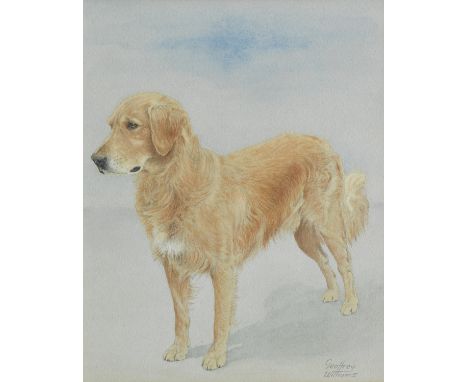Geoffrey Williams (British, 1911-1958) A Golden Retriever signed 'Geoffrey/Williams' (lower right) watercolour 29 x 22.5cm (1