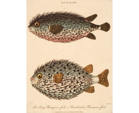 * Prints &amp; Engravings. A collection of approximately 230 prints and maps, mostly 19th-century, engravings (mostly encyclo