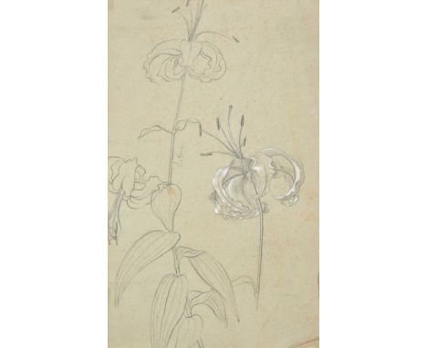 *De Morgan (Evelyn, 1855-1919). A collection of botanical drawings and sketches, pencil on paper or card, some with watercolo