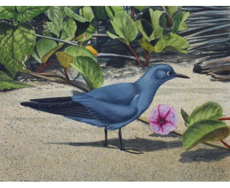 H. Douglas Pratt (American, B. 1944) "Blue-gray Noddy" Signed lower left. Original Oil painting on Water Color Paper. Provena