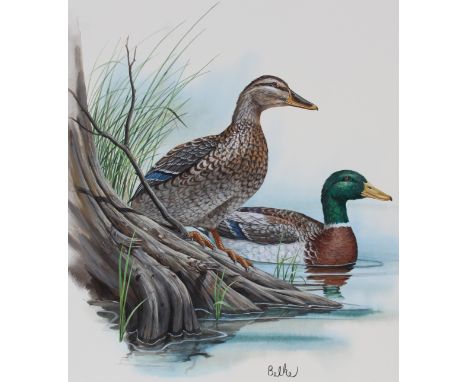 Don Balke (North Carolina, B. 1933) "Mallard Duck" Signed lower right. Original Watercolor painting on Illustration Board. Pr