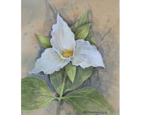 Gordon Beningfield (1936 - 1998) "Large - Flowered Trillium" Original watercolor/gouache painting. Signed lower right. Proven