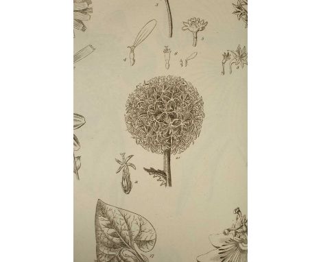 Miller (Philip) The Gardener's and Botanist's Dictionary; containing the best and newest methods of cultivating and improving