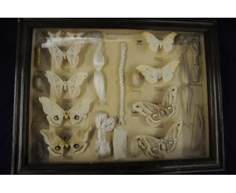 Scarce late 19th C framed and mounted natural history taxidermy study of silk producing Lepidoptera including various example