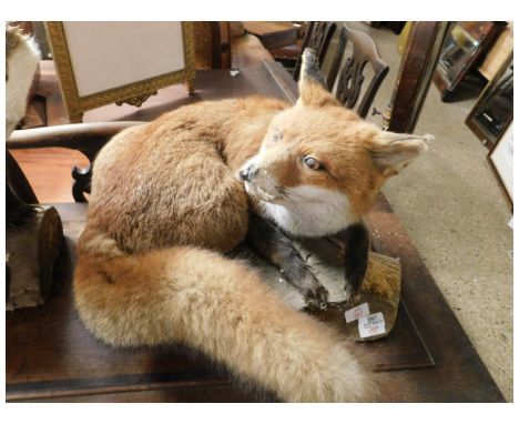 TAXIDERMY STUDY OF A FOX ON A TREE TRUNK STAND, 50CM LONG  