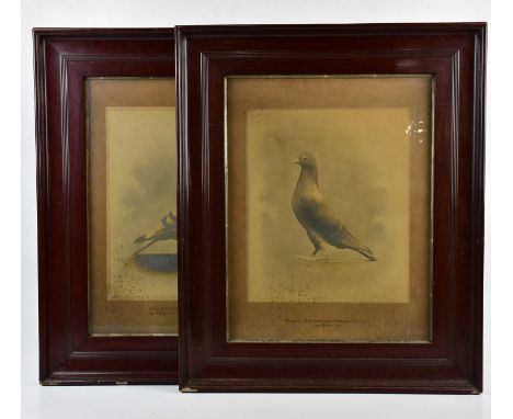 Two early 20th century photographs of pigeons, 'Winner of West Cumberland Federation and Championship Flying Club First Prize