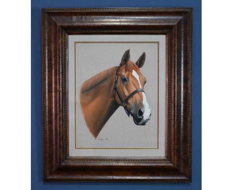 † LINDSAY HILL; pastel, portrait of a horse, 42 x 33cm, framed and glazed.