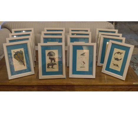 SET OF SIXTEEN PRINTS, 'Animal Kingdom' hand coloured in easel frames, 34cm x 26cm. (16)