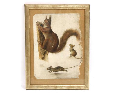 A fine framed 19th Century watercolour study of a tufted red squirrel and two mice, in the manner of Audubon, 34 x 24cm, ex c