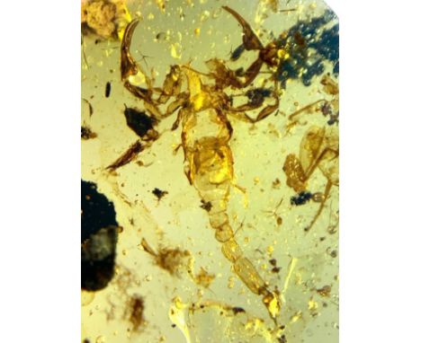 A SCORPION FOSSIL IN AMBER,A very rare, detailed scorpion fossil in dinosaur-aged amber. From the amber mines of Kachin, Myan