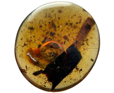 AN EXCEPTIONALLY RARE SNAIL FOSSIL IN AMBER,A very rare specimen of a freshwater snail in dinosaur-aged amber. Found in the C