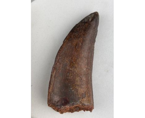 A LARGE AFRICAN T REX DINOSAUR TOOTH FOSSIL (CARCHARODONTOSAURUS SAHARICUS), 7.5cm x 3cm Some of the largest Carnivorous Dino
