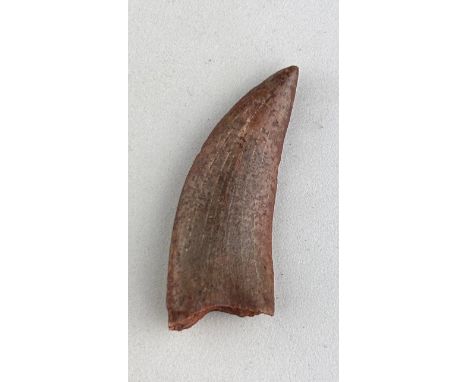 AFRICAN T REX DINOSAUR TOOTH FOSSIL (CARCHARODONTOSAURUS SAHARICUS), 4.8cm x 2cmSome of the largest Carnivorous Dinosaurs to 