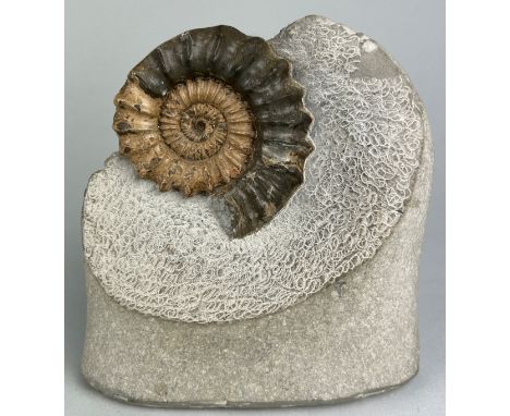 A LARGE FREESTANDING AMMONITE FOSSIL FROM DORSET,13cm x 12cm This ammonite fossil comes from the famous Jurassic Coast and ha