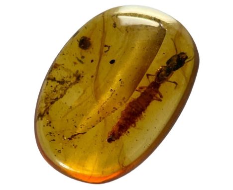 A RARE UNKNOWN INSECT LARVA FOSSIL IN AMBER,An unusual, scarce larva exhibiting large jaws in dinosaur-aged Burmese amber. Fr