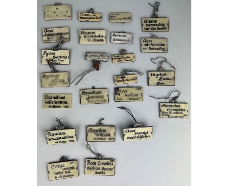 A COLLECTION OF 1920's ZINC AND CERAMIC COUNTRY HOUSE HORTICULURAL FLOWER BED PLANT LABELS (23) To include 'Populus Szechuani
