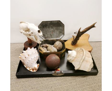 Taxidermy interest, a preserved animal skull, shells, etc.