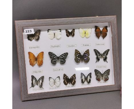 Taxidermy interest, a case of preserved butterflies.