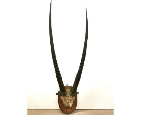 Taxidermy interest, a pair of large mounted African horns, H. 104cm.