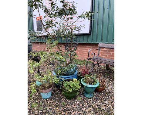A Large ceramic planter with a living shrub also with smaller ceramic pot and two metal plant stands. 