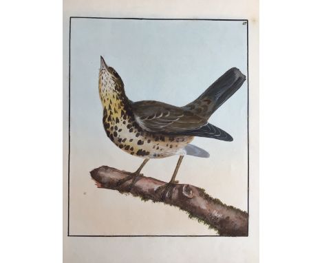 William Lewin. British 1747-1795. Song thrush original illustration from the first edition of Birds of Great britain. Painted