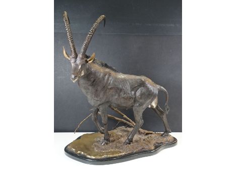Douglas Van Howd – bronze figure of a sable, limited edition no: 6/50, signed on marble baseh: 55cmw: 53cm