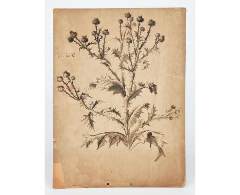 Walter Martin (1857-1912) nature studies of flowers and berries pencil on paper, some with plant names, and an ink on card st