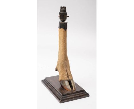 An early 20th century Deer slot table lamp by Rowland Ward, London:,  with taxidermist plaques under hoof, mounted on an oak 