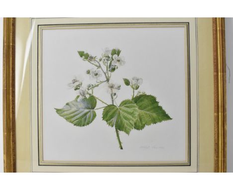 Graham Rust (1942) - a botanical study of a blossoming blackberry branch, watercolour signed and dated June 1975, lower right