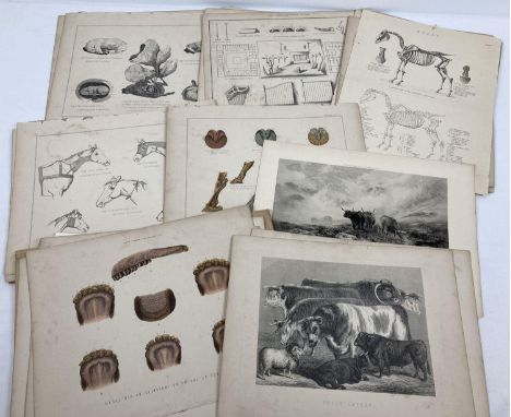 A collection of Victorian &amp; vintage etchings and prints of animals &amp; wildlife. Mostly horses and equine related.  