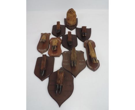 Quantity of Mounted Hunting Trophies - Mostly Local Dating Back to 1901 