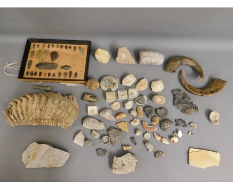 A quantity of mixed fossils twinned with a selection of flint arrow heads &amp; two 19thC. horns, largest fossil 11.5in long 