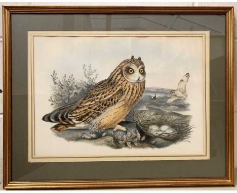 John Gould (British,19th century), Short Eared Owl, from John Gould's Birds of Great Britain, handcoloured lithograph,13x18in