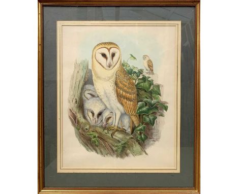 John Gould (British,19th century) Barn Owl, from John Gould's Bird's of Great Britain, handcoloured lithograph,18x14ins, fram