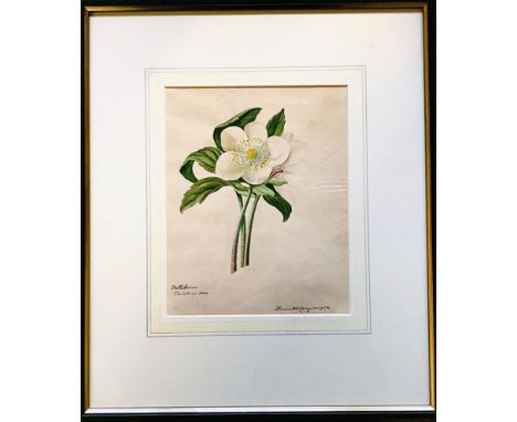 HENRIETTA CONGERS- 'HELLEBORUS CHRISTMAS ROSE', 1752, PRINT, SIGNED LOWER RIGHT, APPROXIMATELY 22 x 17cm 