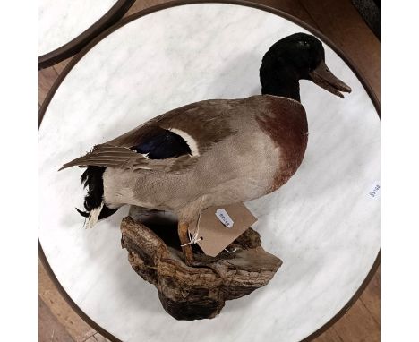 Taxidermy:&nbsp; A mallard duck, 33 cm high