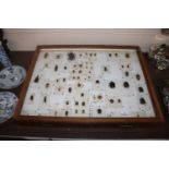 A framed and glazed collection of beetles and othe