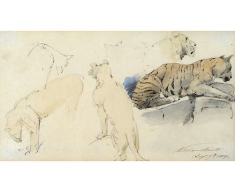 AMENDED William Strutt (1825-1915) Study of a male lion; Study of tigers Two, both signed and dated Sept 18, 1895 and Sept 7t