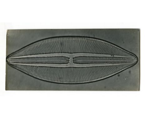 PHOTOMICROGRAPHS. A collection of approximately 50 photomicrographs, including images captioned 'Fossil Diatom: Triceratium x