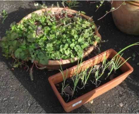 SMALL TROUGH CONTAINING CHIVES &amp; LOW CIRCULAR PLANTER WITH PLANTS