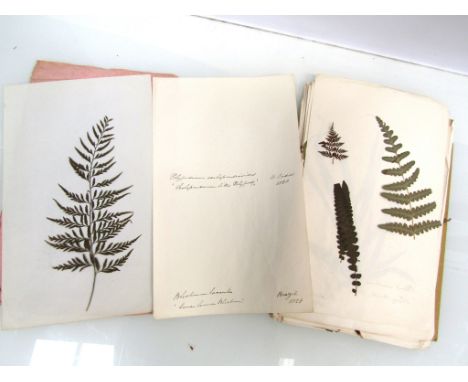 A packet containing 40+ 19th Century pressed plant specimens, all placed loosely between leaves of paper with cotemporary man