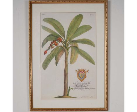 A finely executed color botanical print after the work of Georg Dionysius Ehret, one of the most influential botanical illust