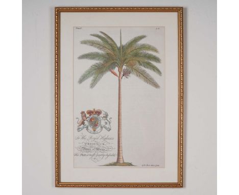 A finely executed color botanical print after the work of Georg Dionysius Ehret, one of the most influential botanical illust